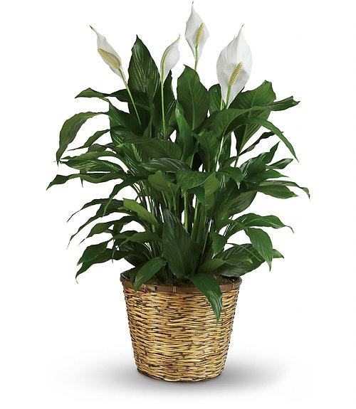 Spathiphyllum (Peace Lily) Medium