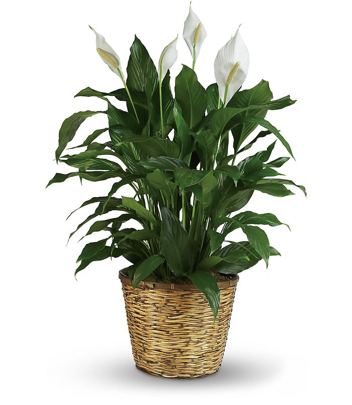 Spathiphyllum (Peace Lily) Medium