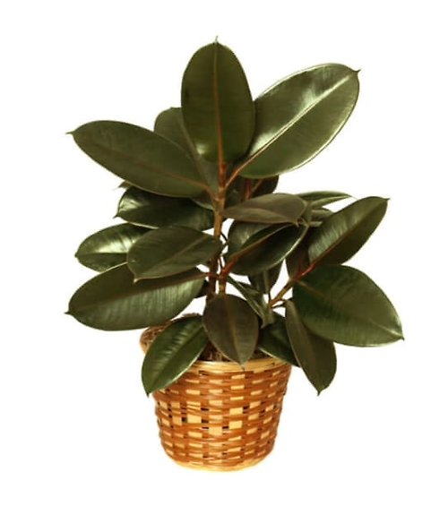 Tabletop Rubber Tree