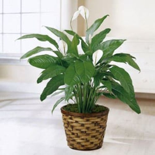 Spathiphyllum (Peace Lily) Small